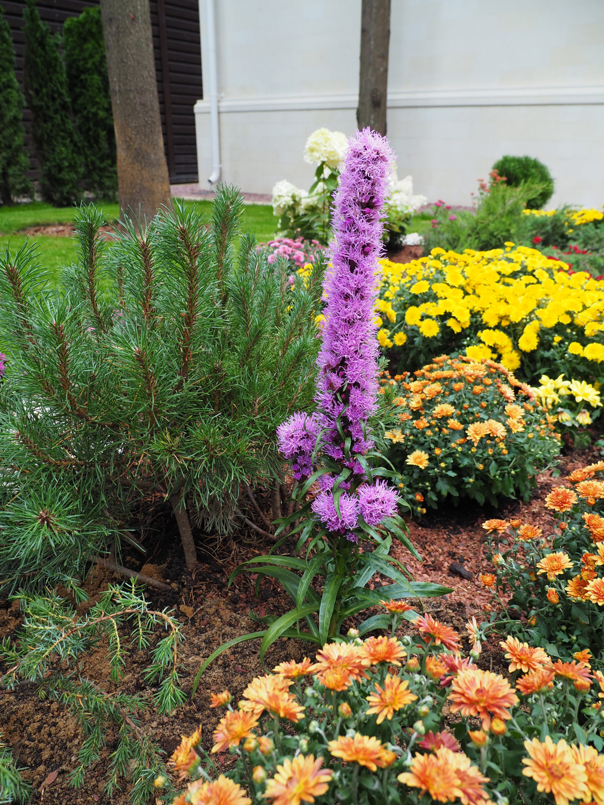 Проект Грибово