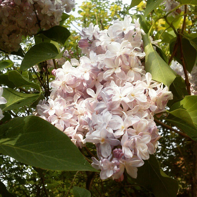 Как правильно: Выбрать и посадить сирень в своем саду