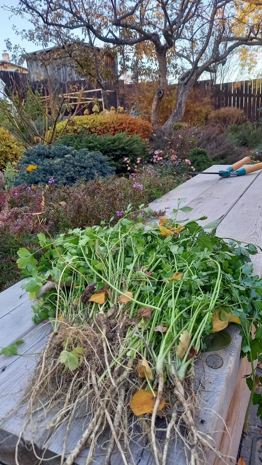 Сад для ландшафтного дизайнера.