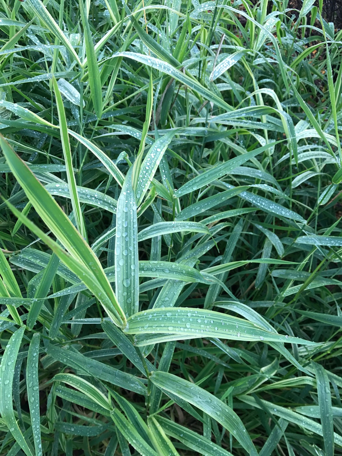 Свежий Ветер, 0.25 га