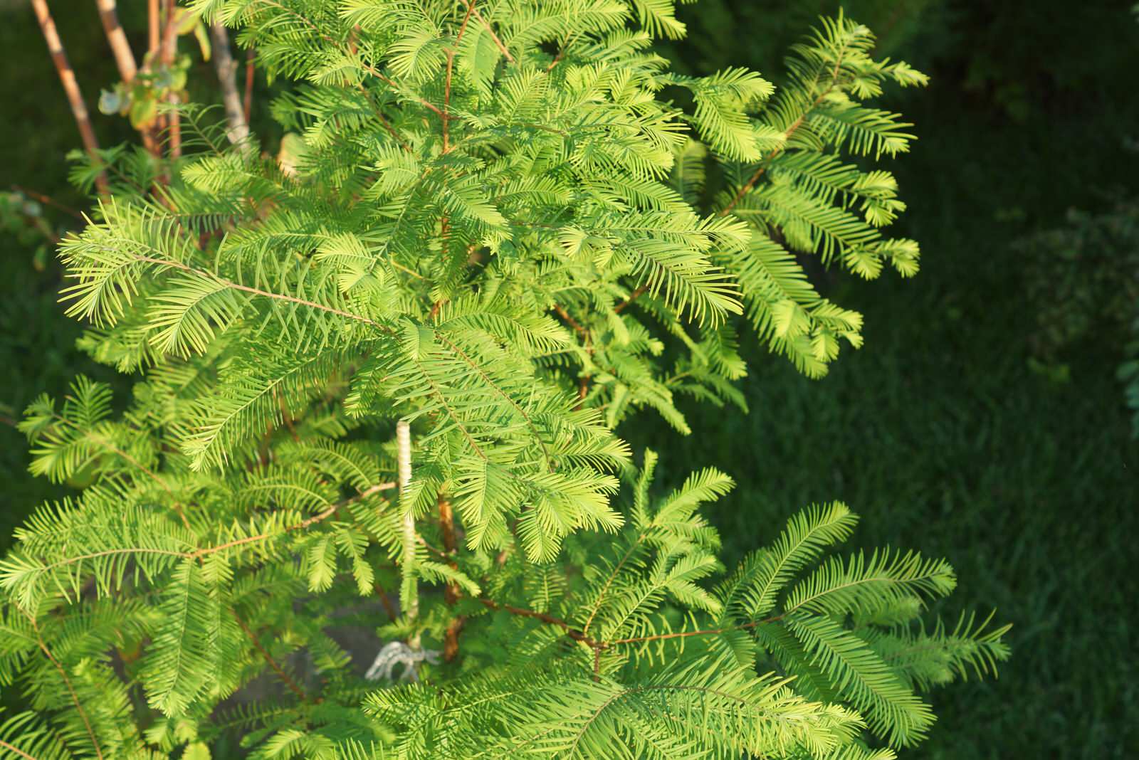 Дом в восточно-европейском стиле