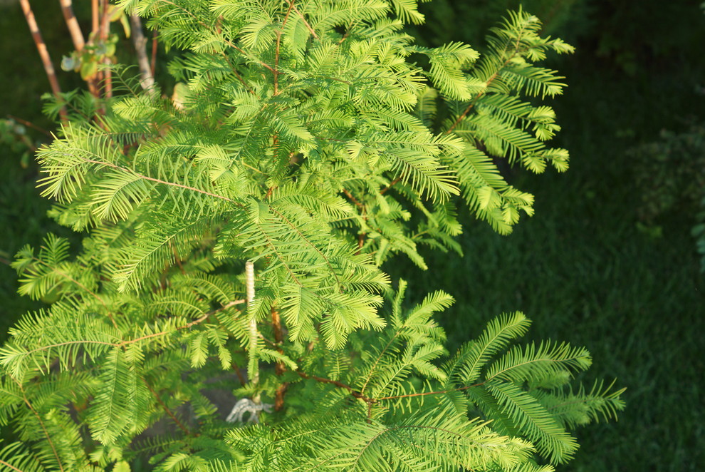 Дом в восточно-европейском стиле