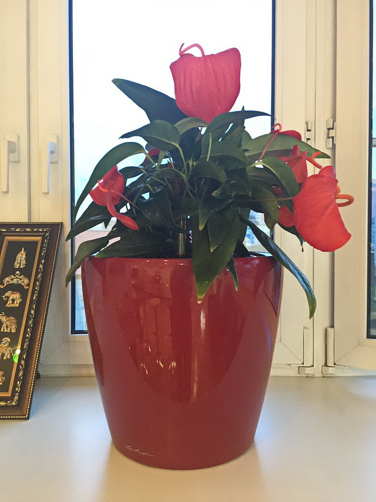 Озеленение частных квартир