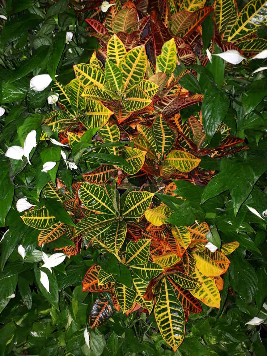 Вертикальное озеленение Авенир