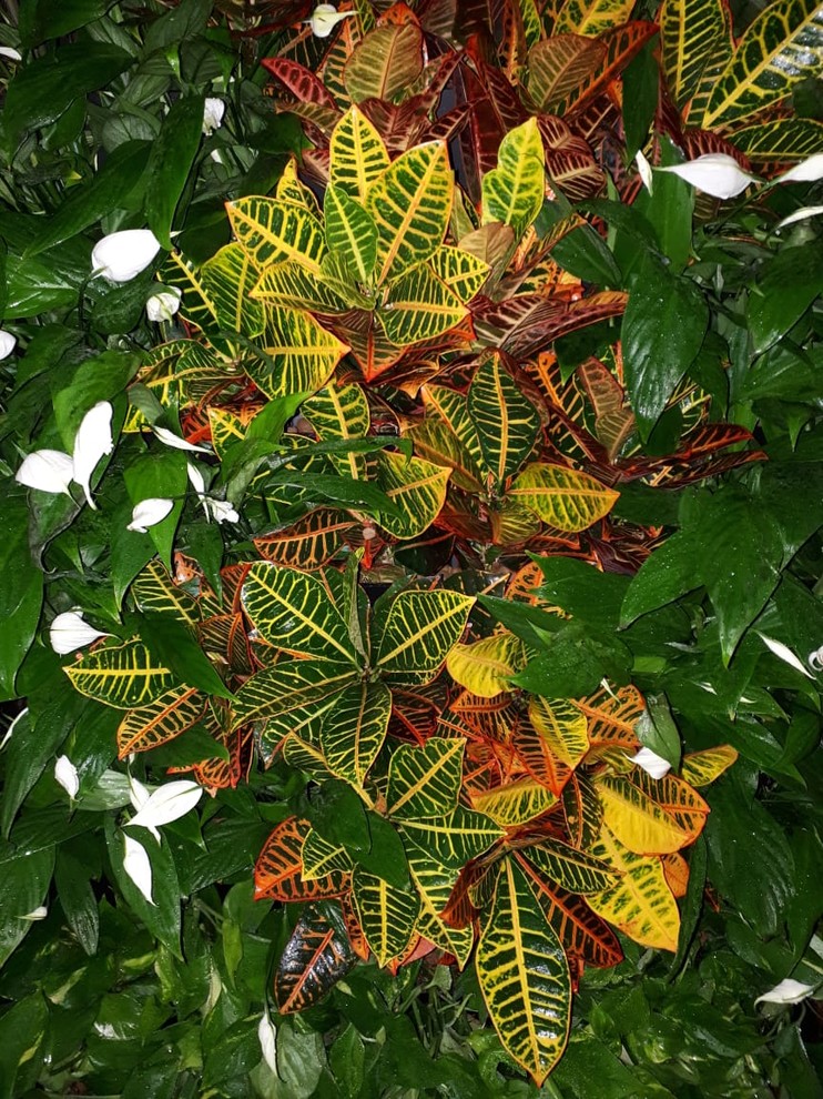 Вертикальное озеленение Авенир