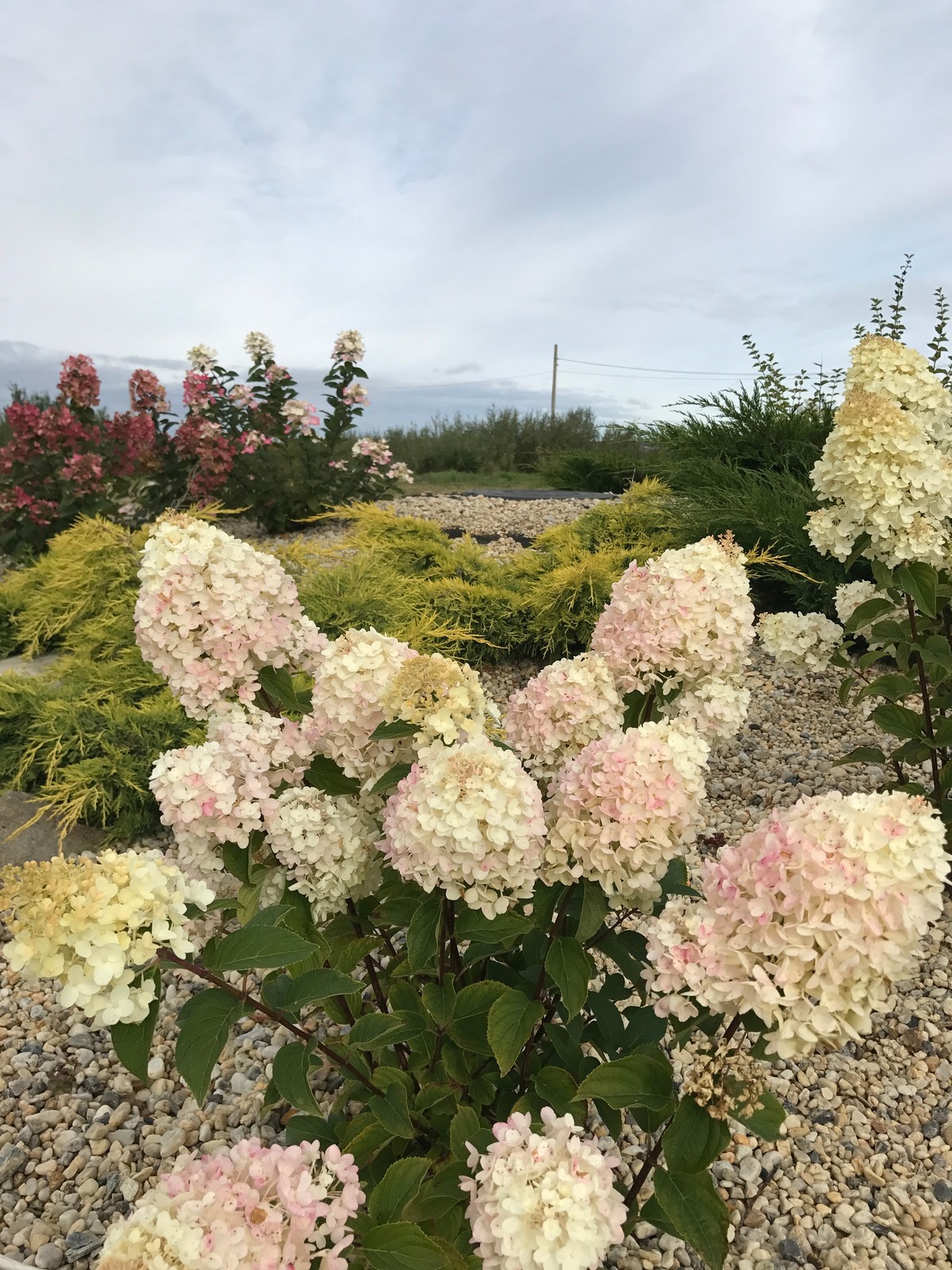 Боярская Станица