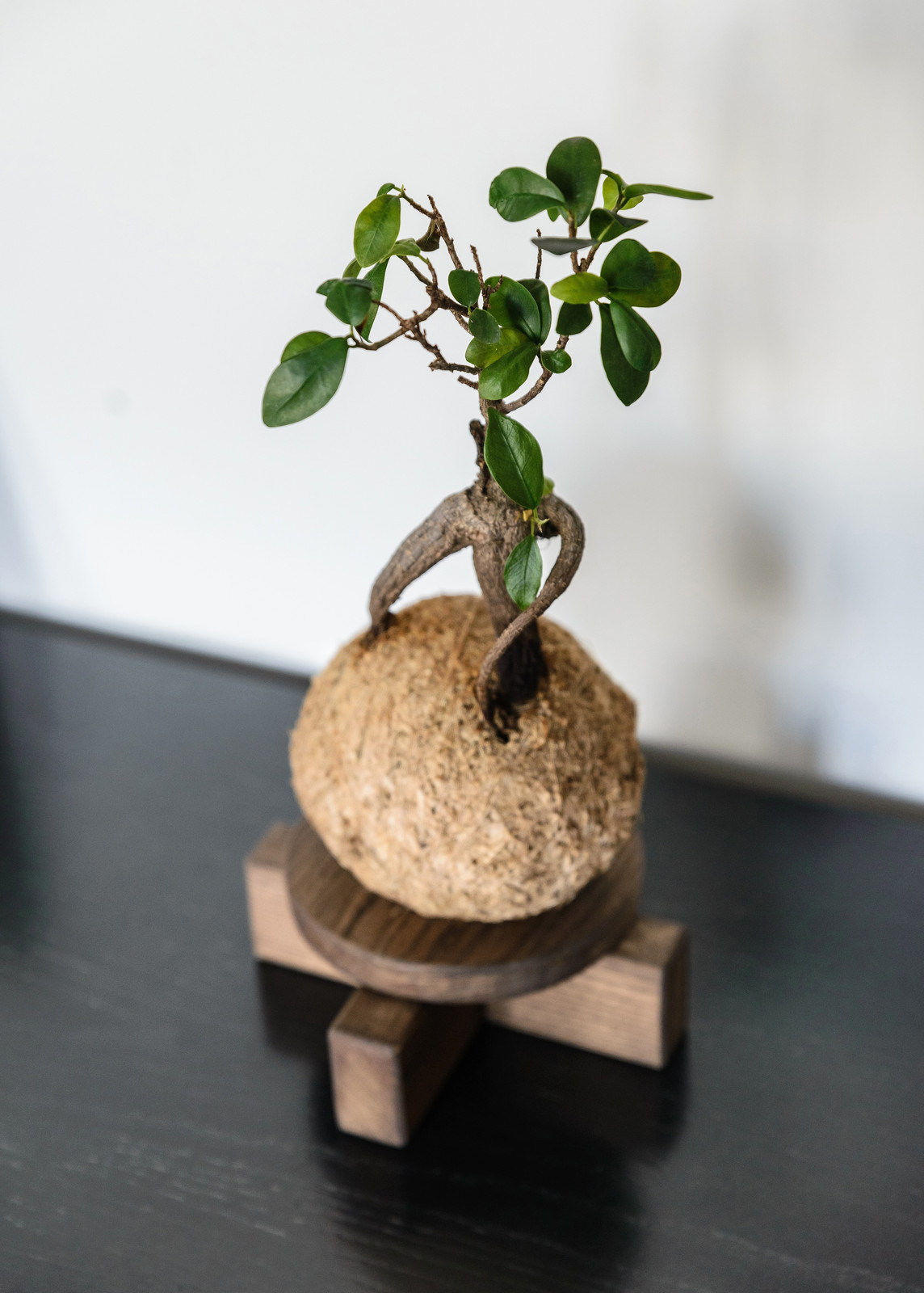 Озеленение холла помещения и кабинета руководителя