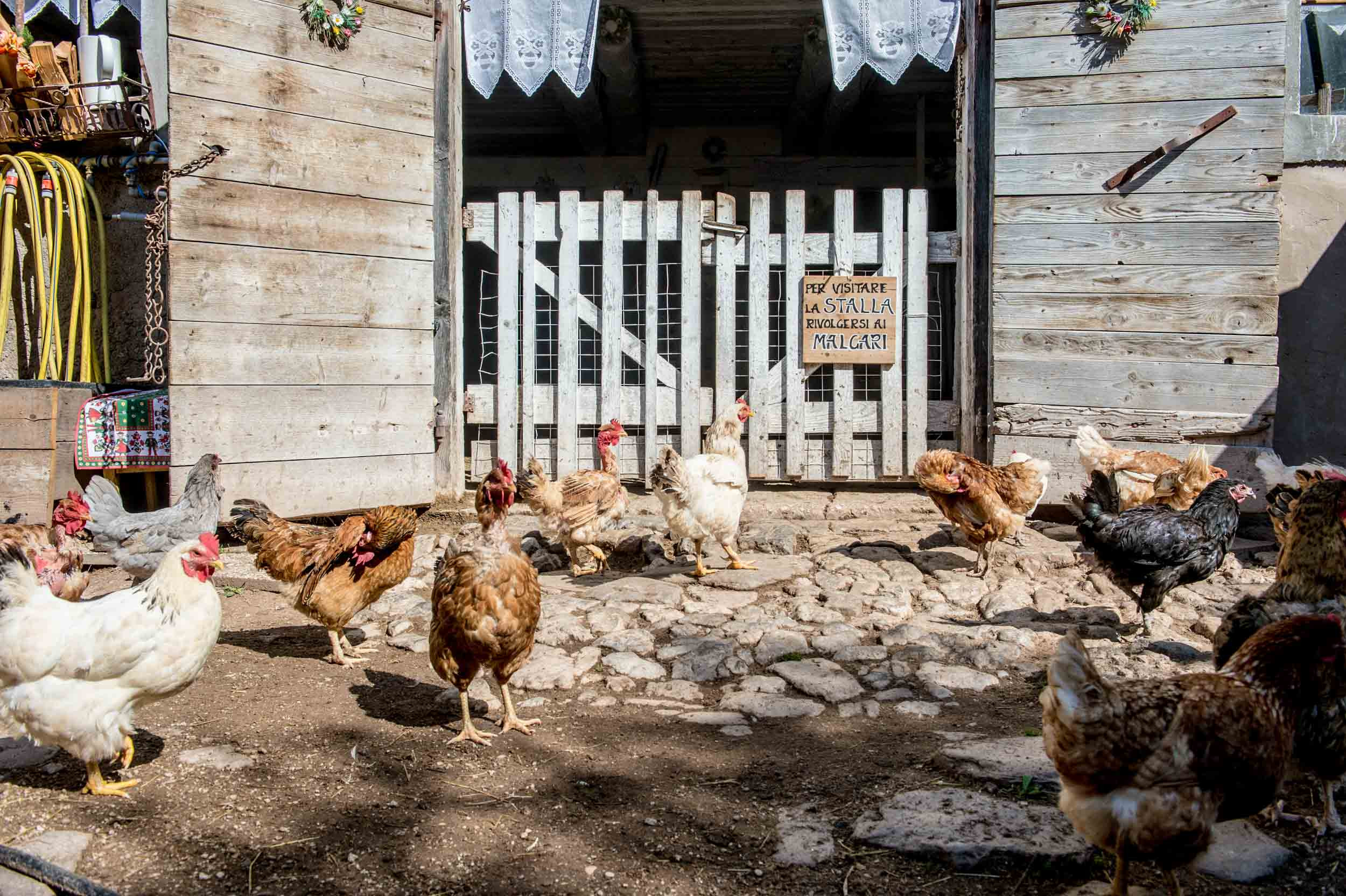 Houzz Италия: Королева альпийского приюта у подножья Доломитов