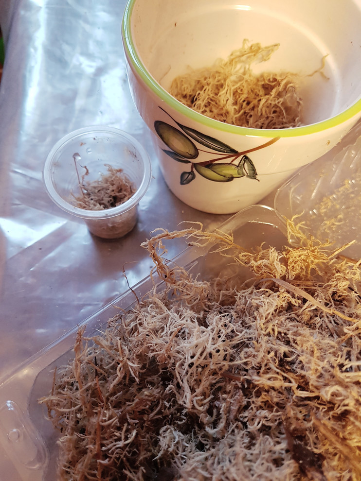 Растение месяца: Сенполия на подоконнике