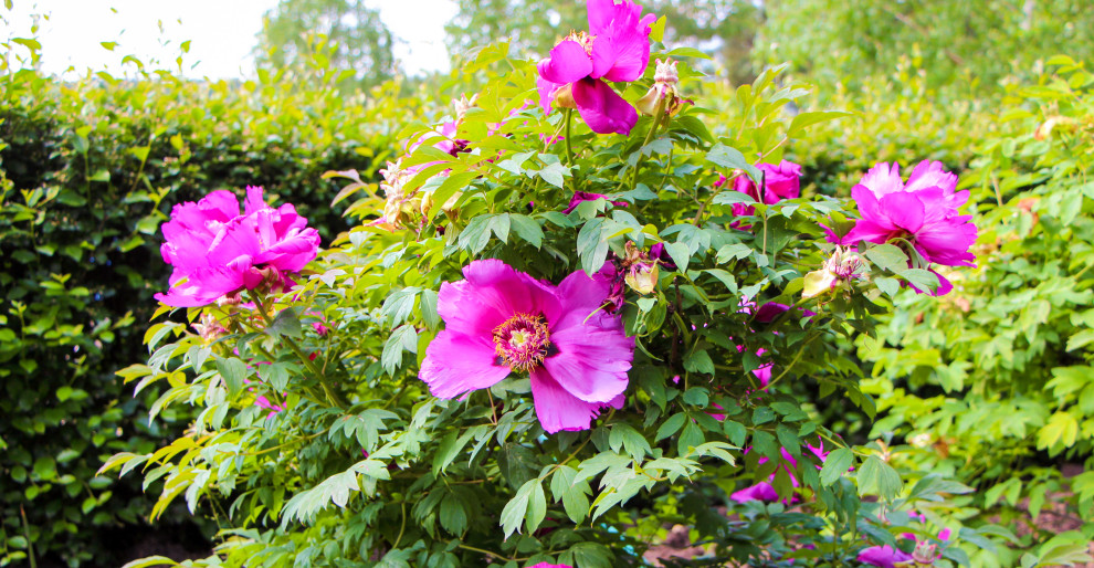 Лобаново, 2012-2021 гг.