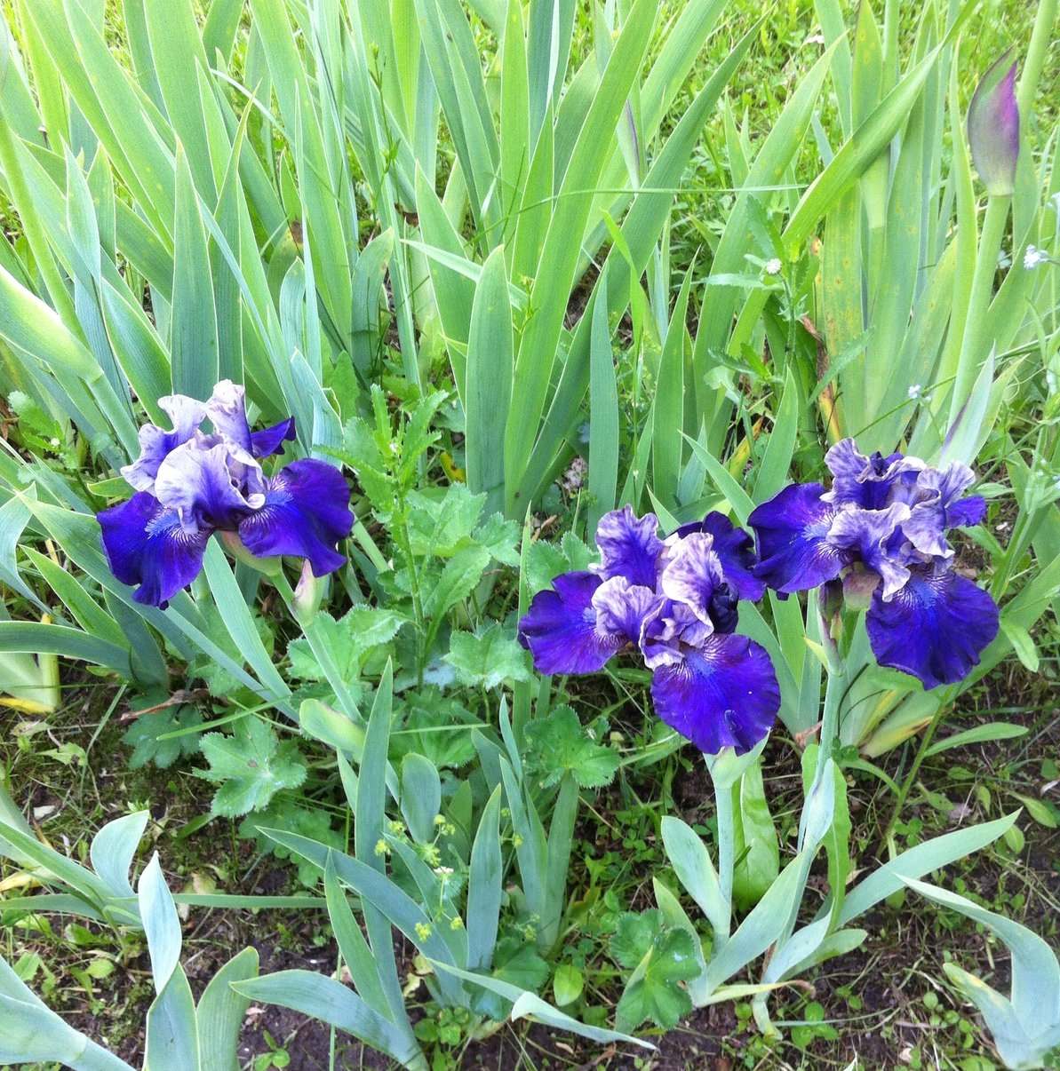 Цветок месяца: Ирис бородатый