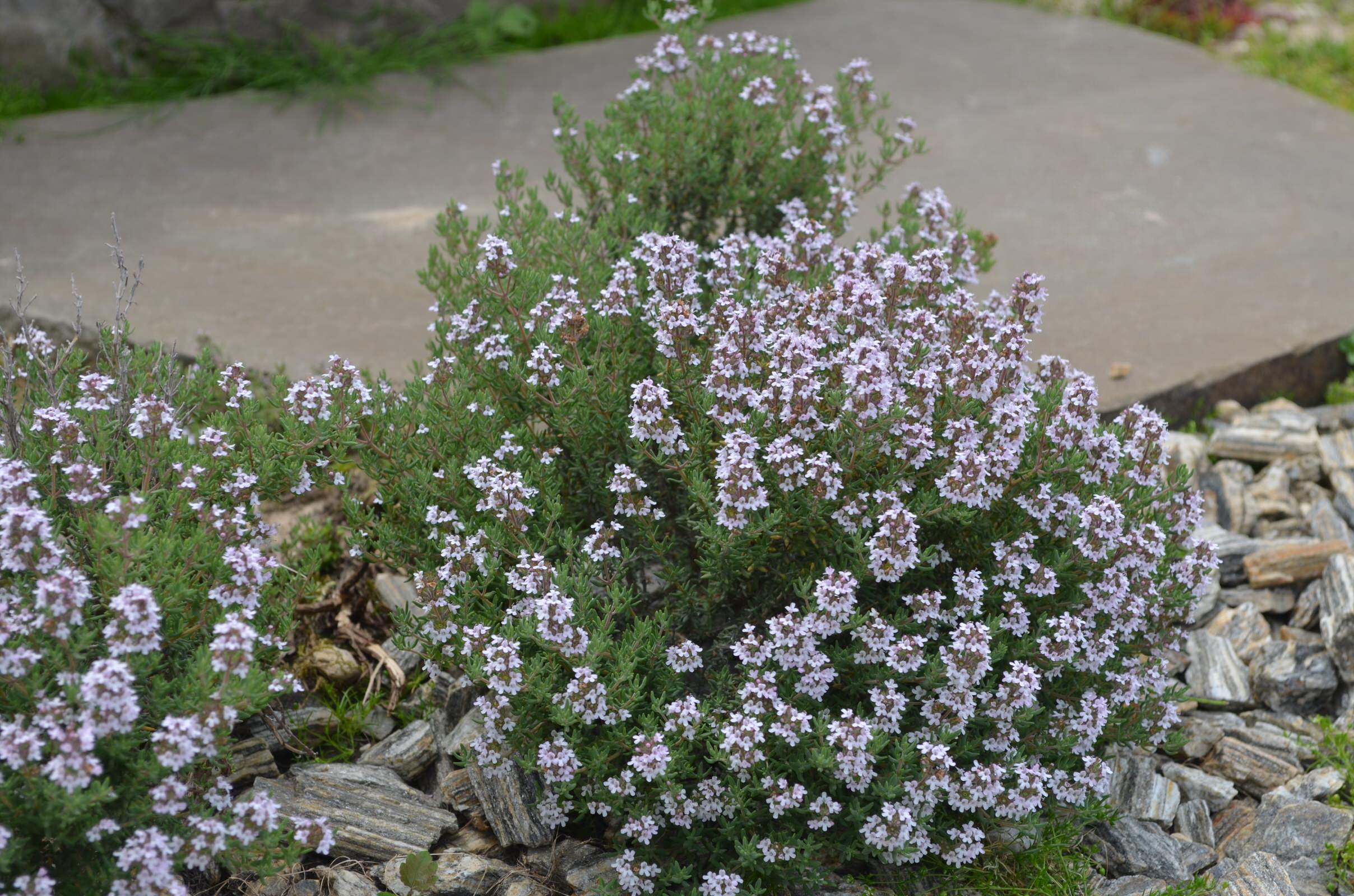 Сад "Ароматы Прованса"