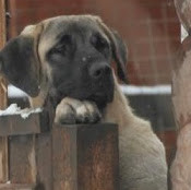 Мария Сухарева