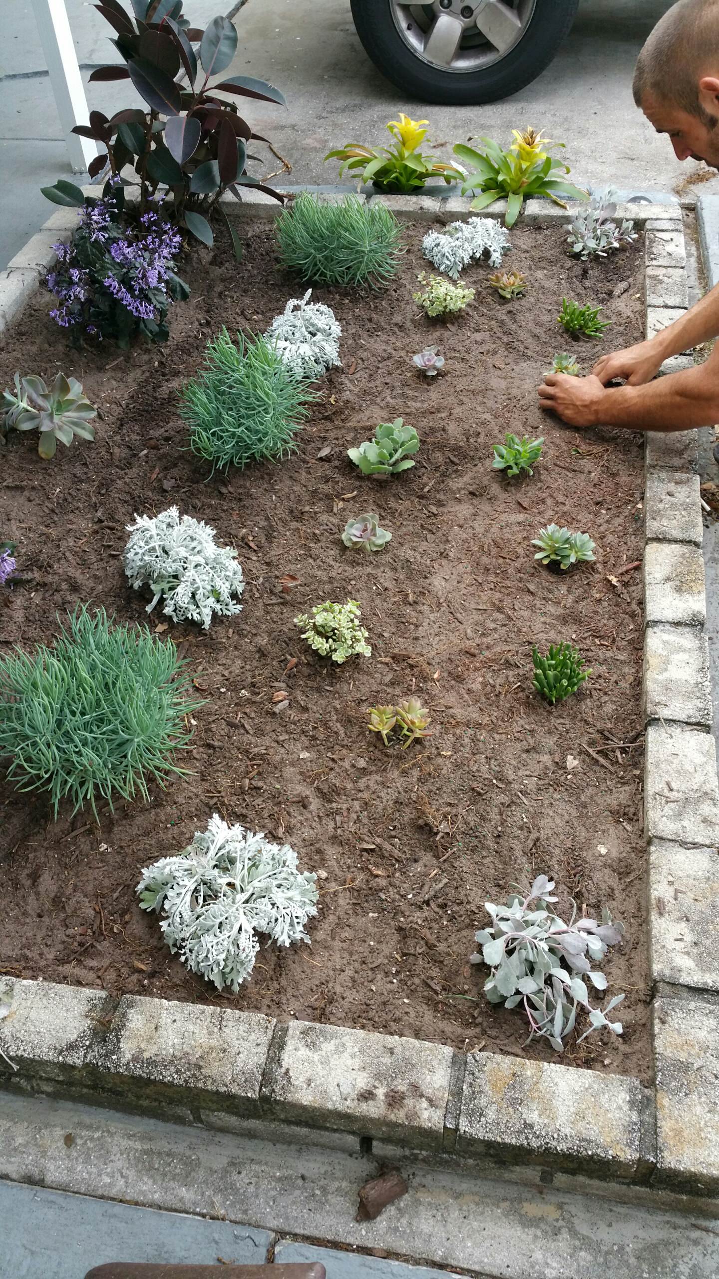 Сад для ленивых: Многолетники, легкие в уходе