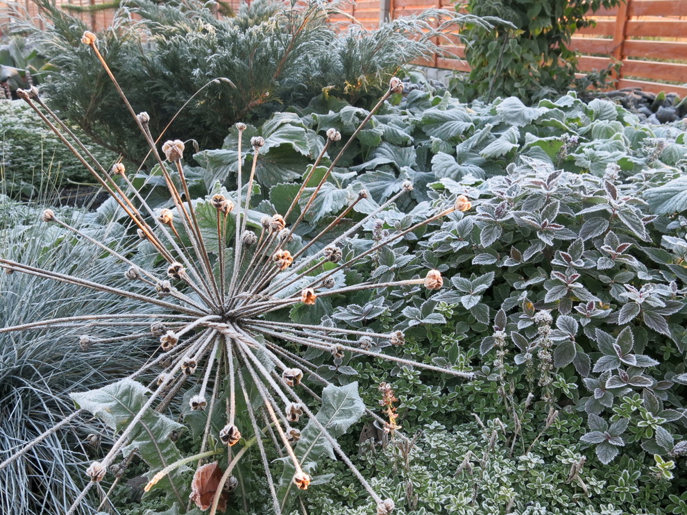 ЯГОДНОЕ ЛУКОШКО. СЕЗОН 2016. ПРЕДЗИМЬЕ. ПЕРВЫЕ ЗАМОРОЗКИ.