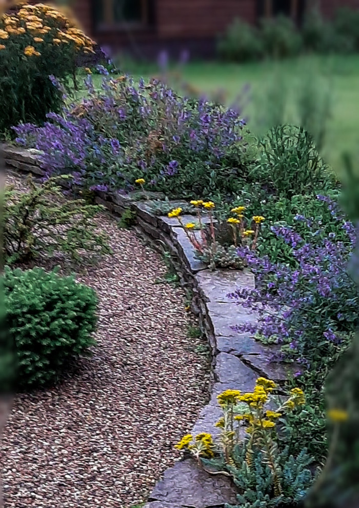 Котовник , очитки в гравийном садике