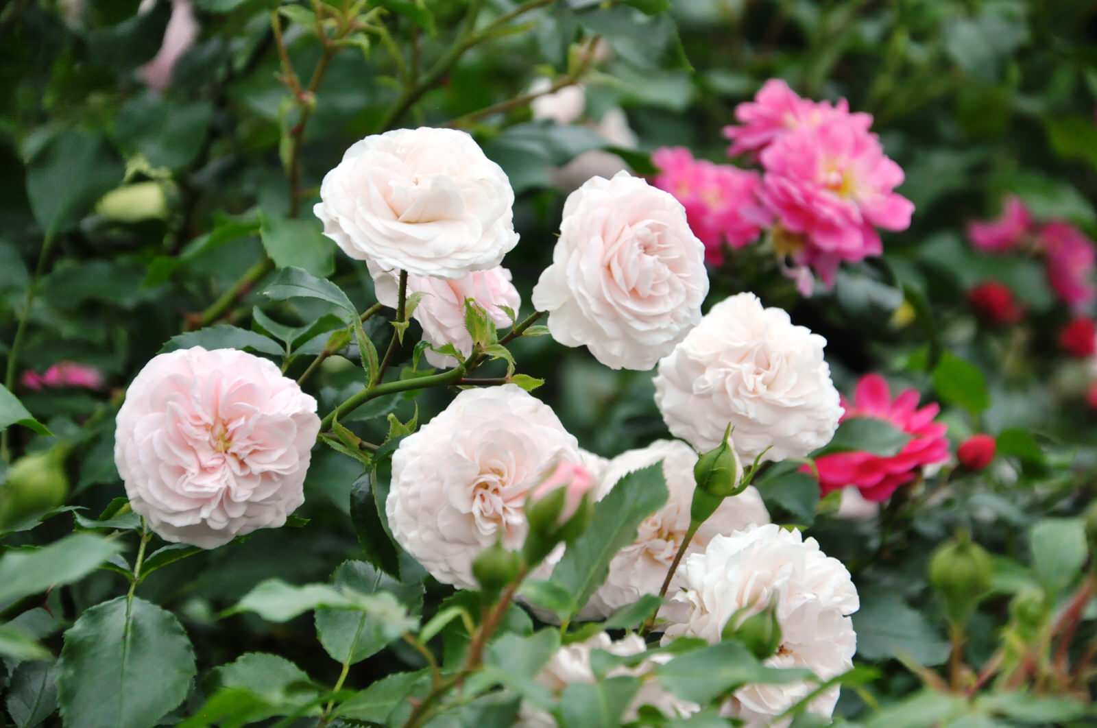 д. Громково - Уход за садом - 100% качество