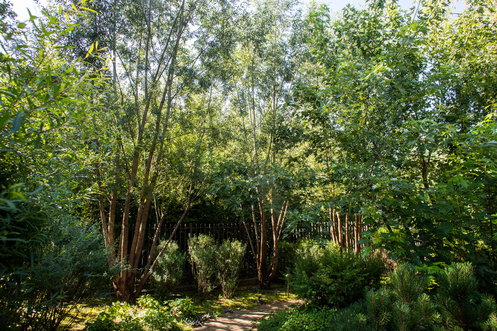 Garden of Elena Astashkina in Moscow Region