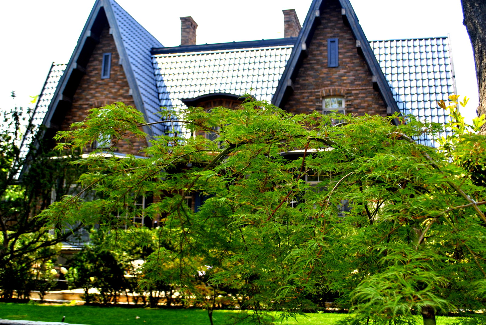 Обложка проекта: Сад с японскими интонациями.