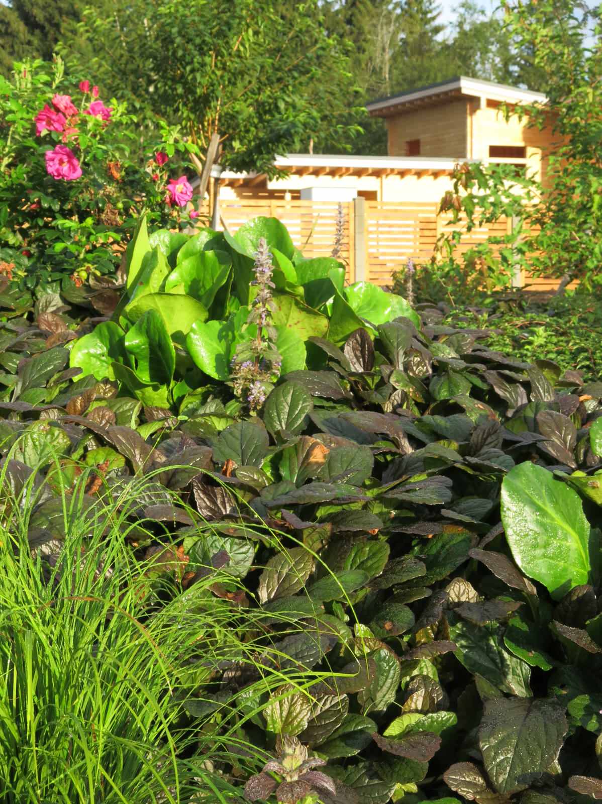 ЯГОДНОЕ ЛУКОШКО (РАСТВОРИВШИСЬ В РАДУГЕ). СЕЗОН 2016. УТРО