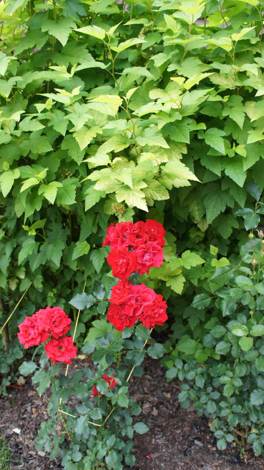 Прохорово лето 2017