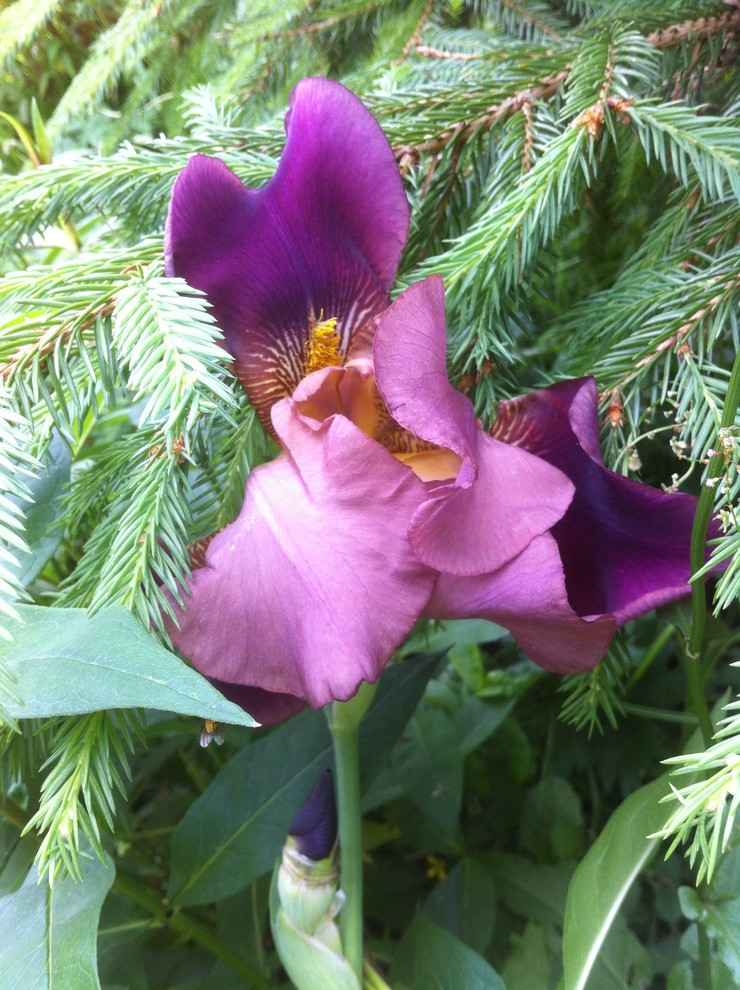 Цветок месяца: Ирис бородатый