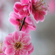 Юлия Фандорина