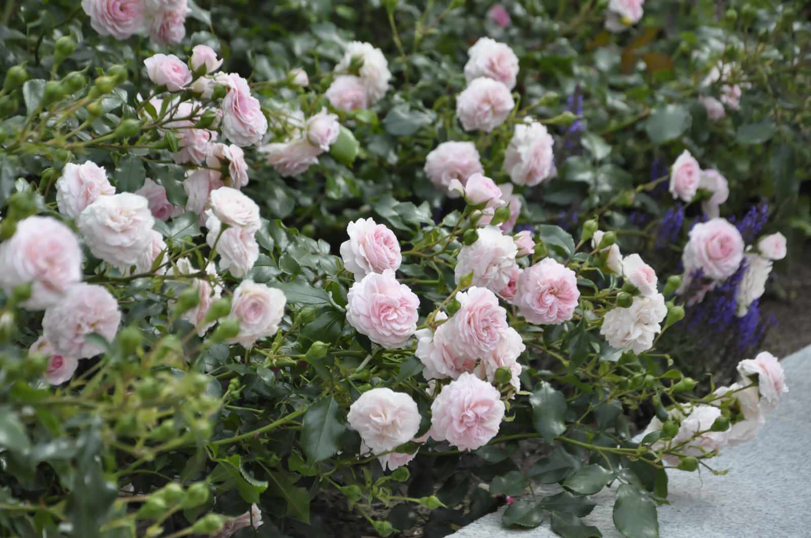 д. Громково - Уход за садом - 100% качество