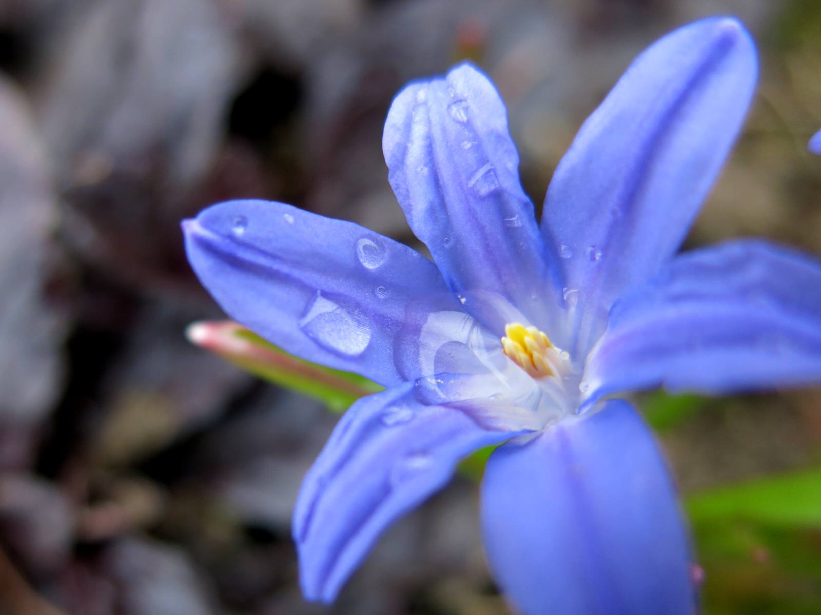 ТЕПЛЫШКО МОЕ. ВЕСНА.