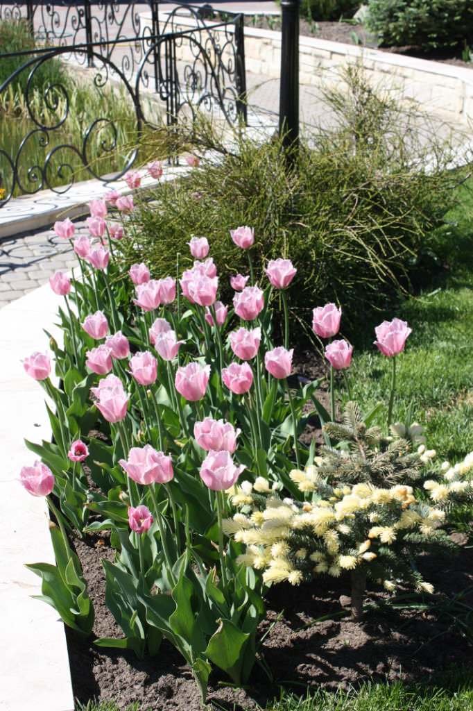 Участок в Парголово