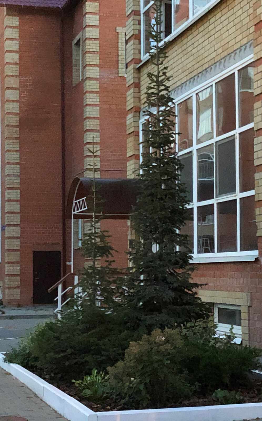 Обложка проекта: Зеленый уголок в каменных джунглях