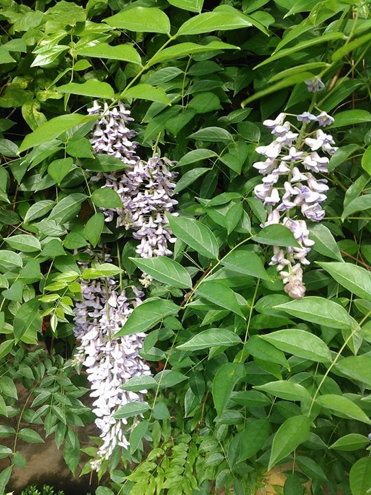 Ландшафт в пейзажном стиле с плавательным прудом 12 соток