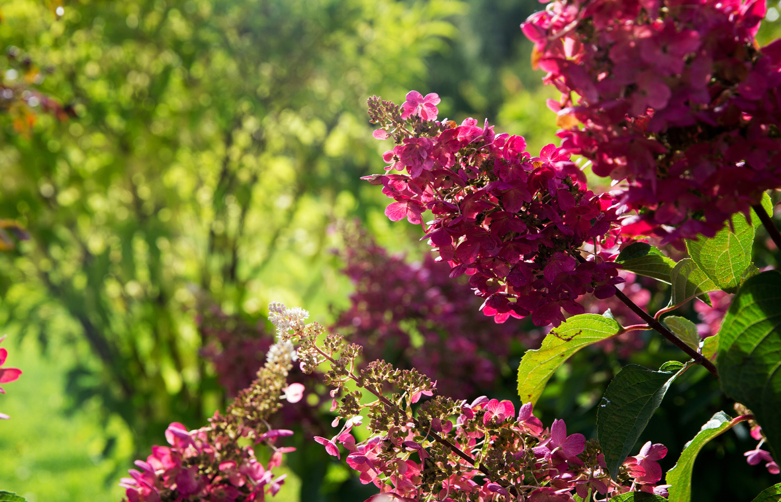Парк в  Шаховском районе