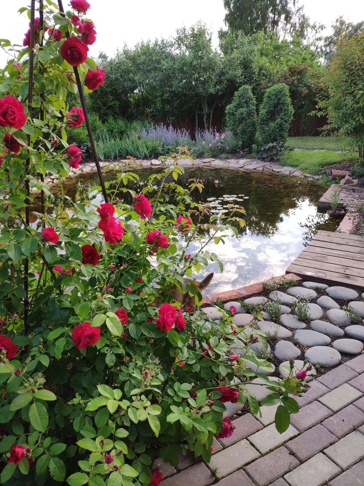 "Экспериментальный" сад любителя растений