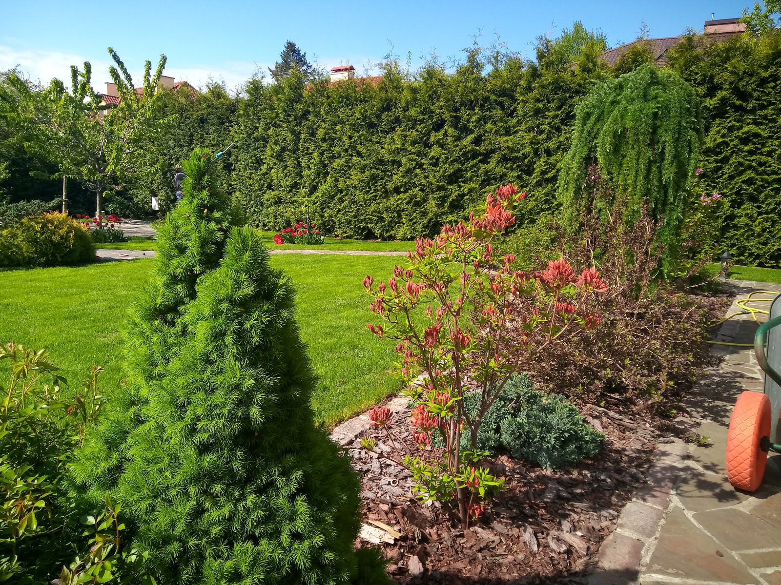 Уход за растениями г. Калининград