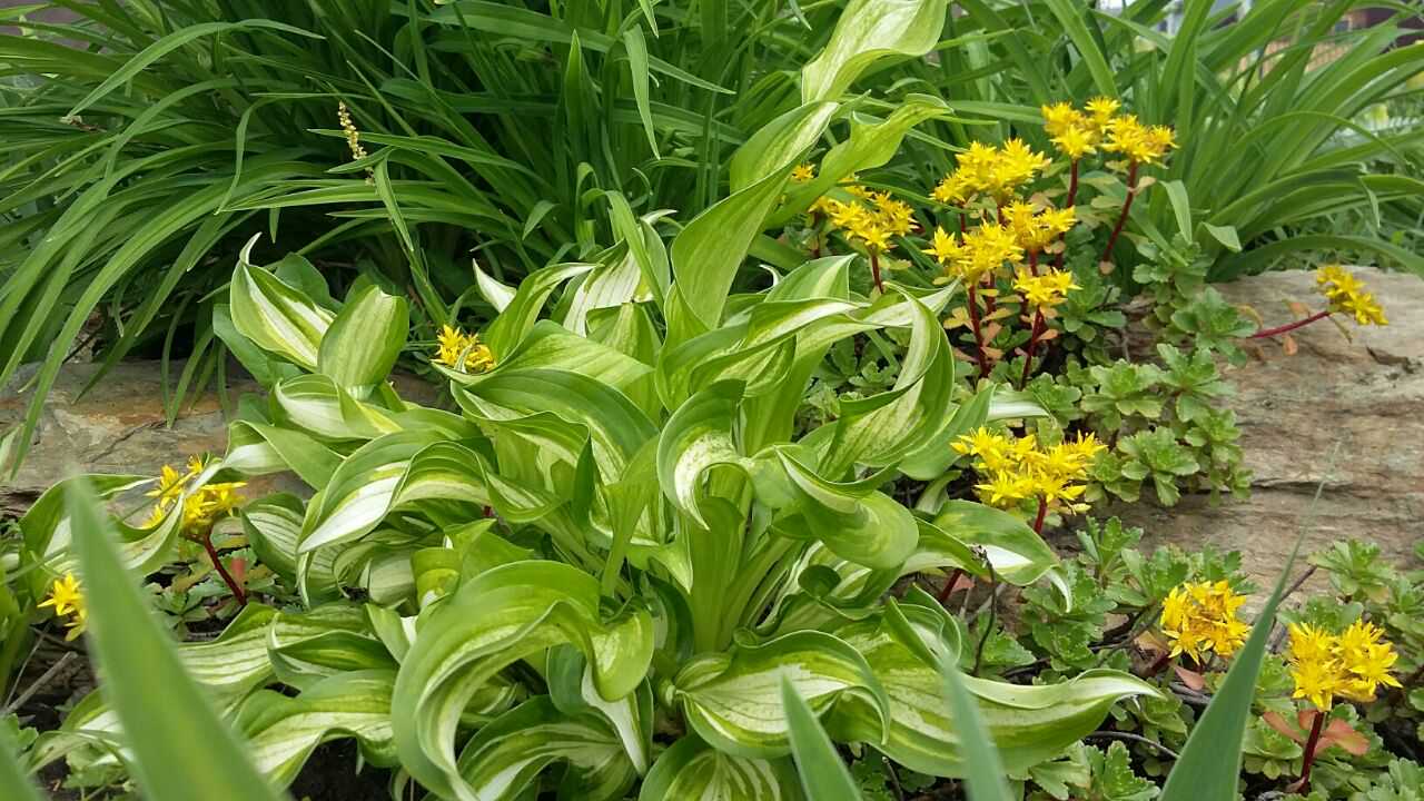 Миниатюрная декоративная композиция