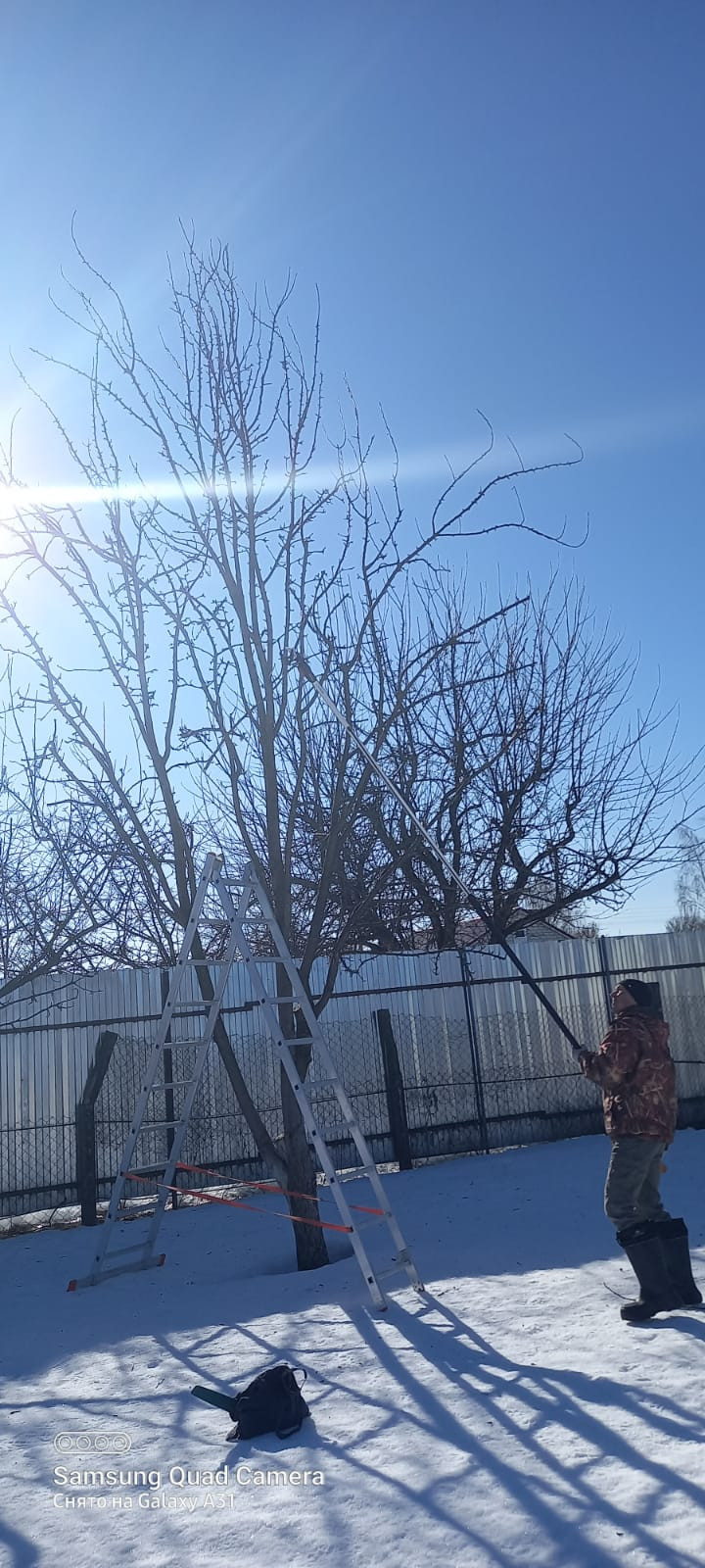 Обложка проекта: Обрезка яблонь