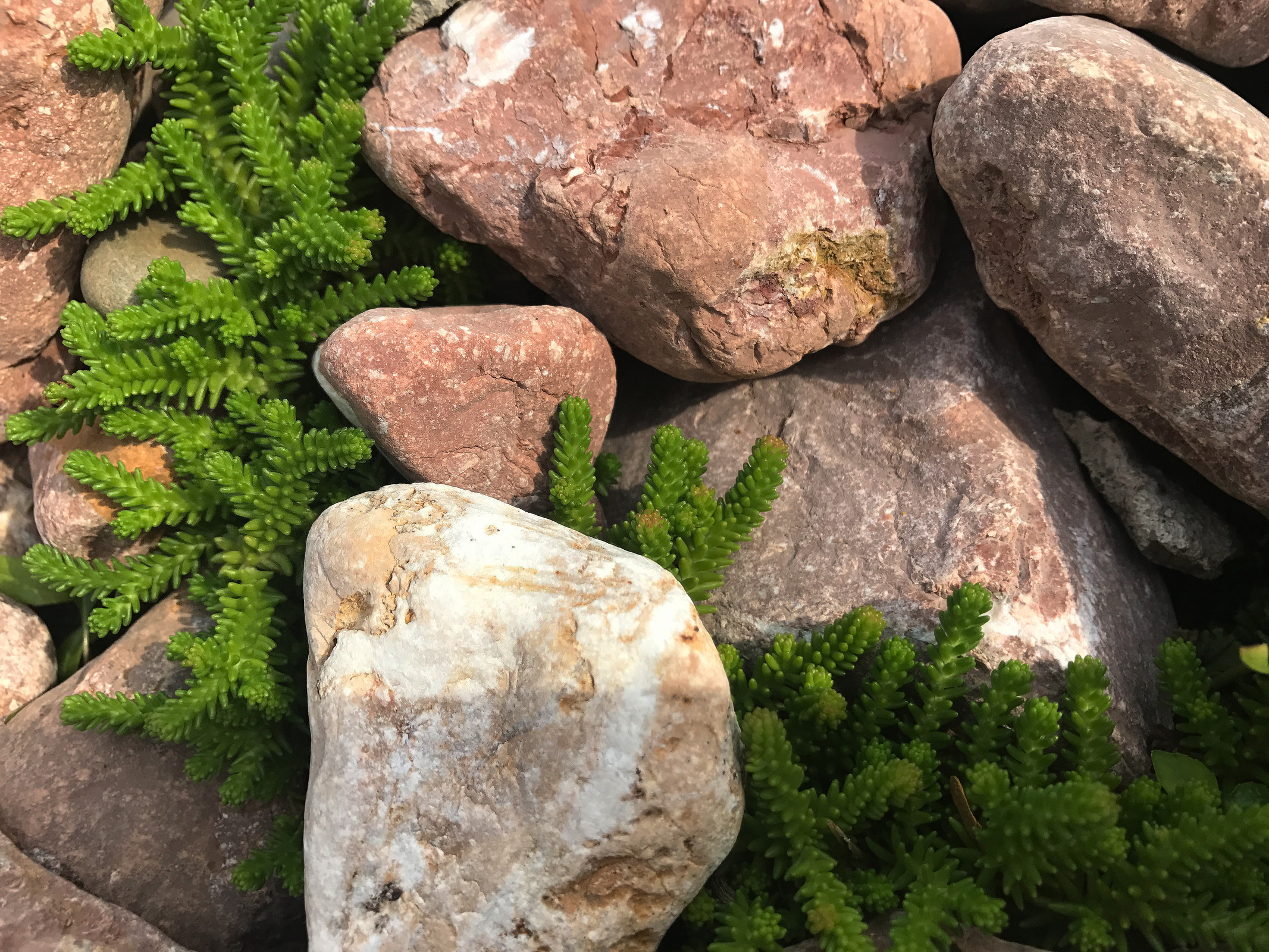 Обложка проекта: КП Покровское