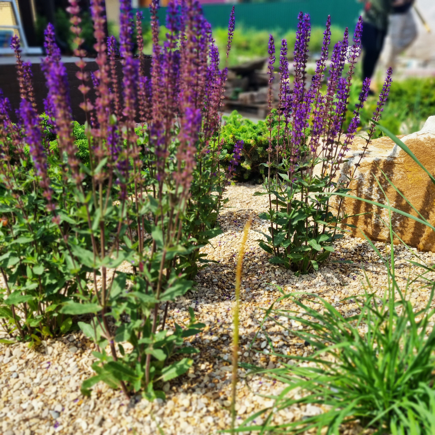 Кожино 2021/зима