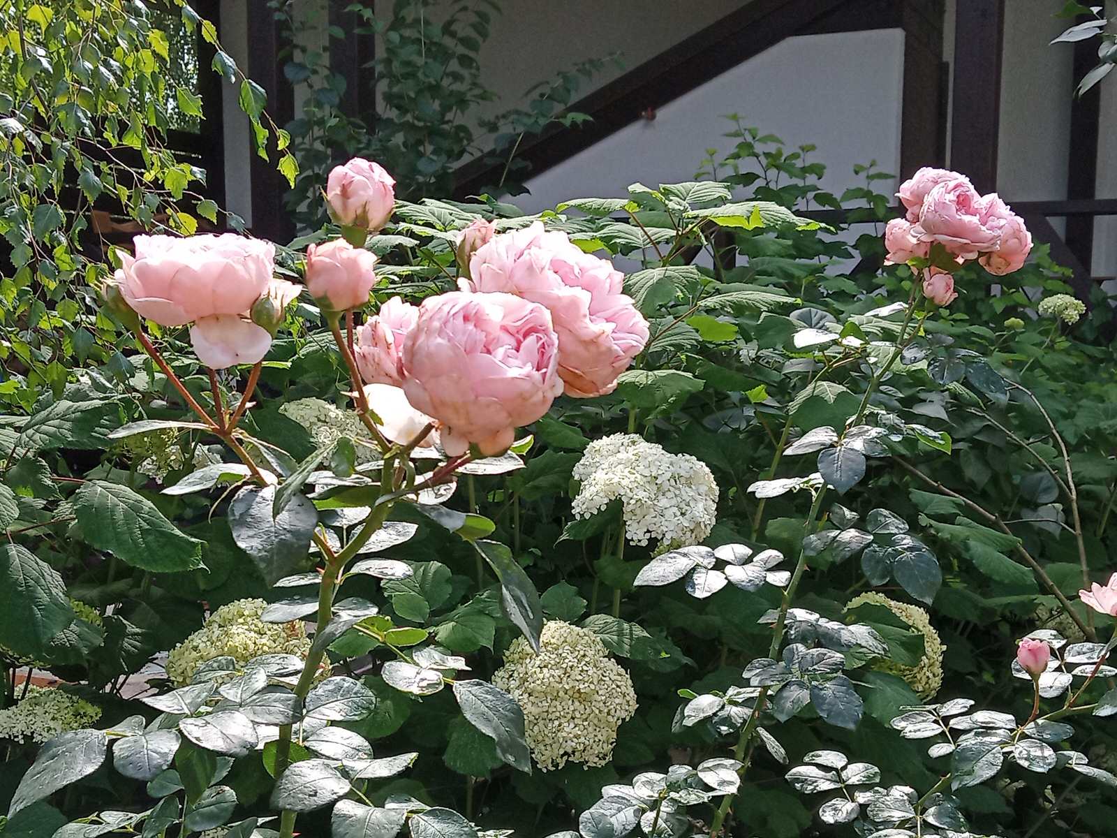 Сад в Рожновке