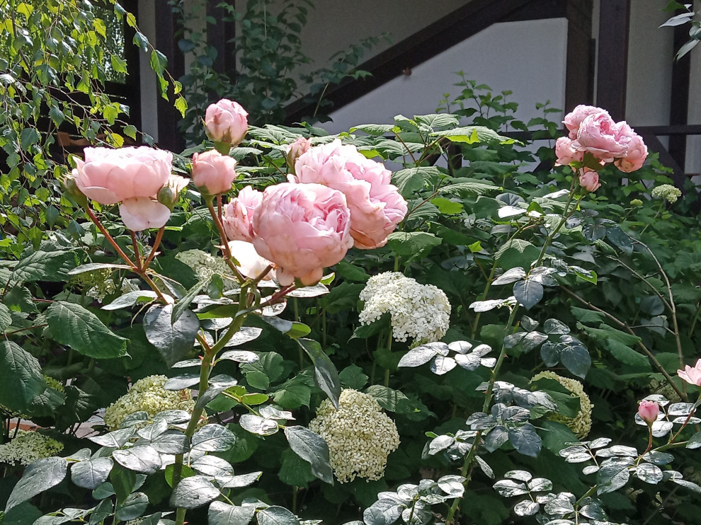 Сад в Рожновке