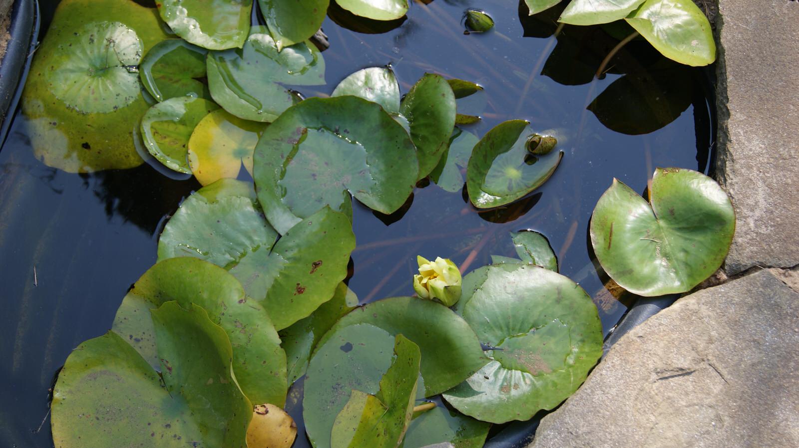 Звенигород