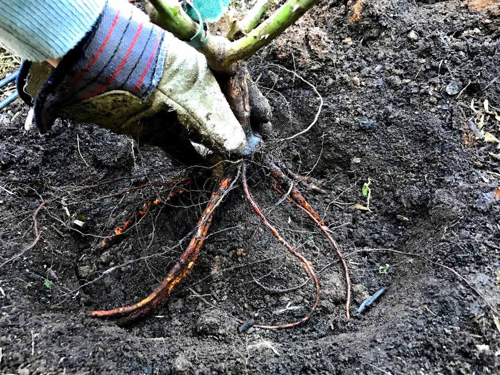 Работа над ошибками: Что пошло не так с розами