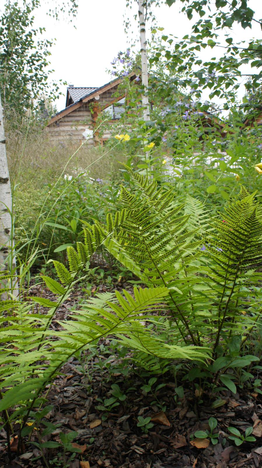 Прохорово лето 2017