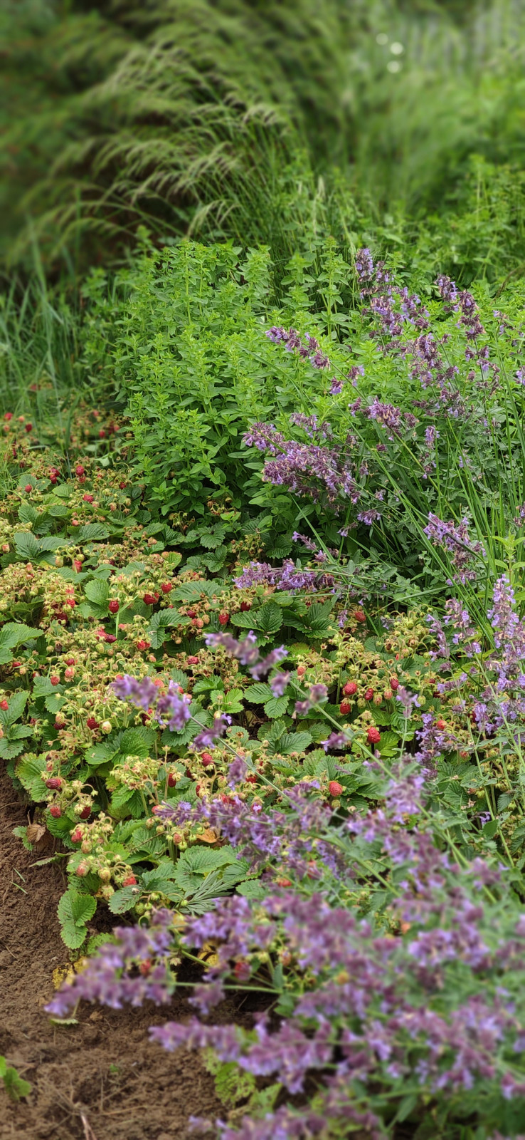 Проект "Волга"