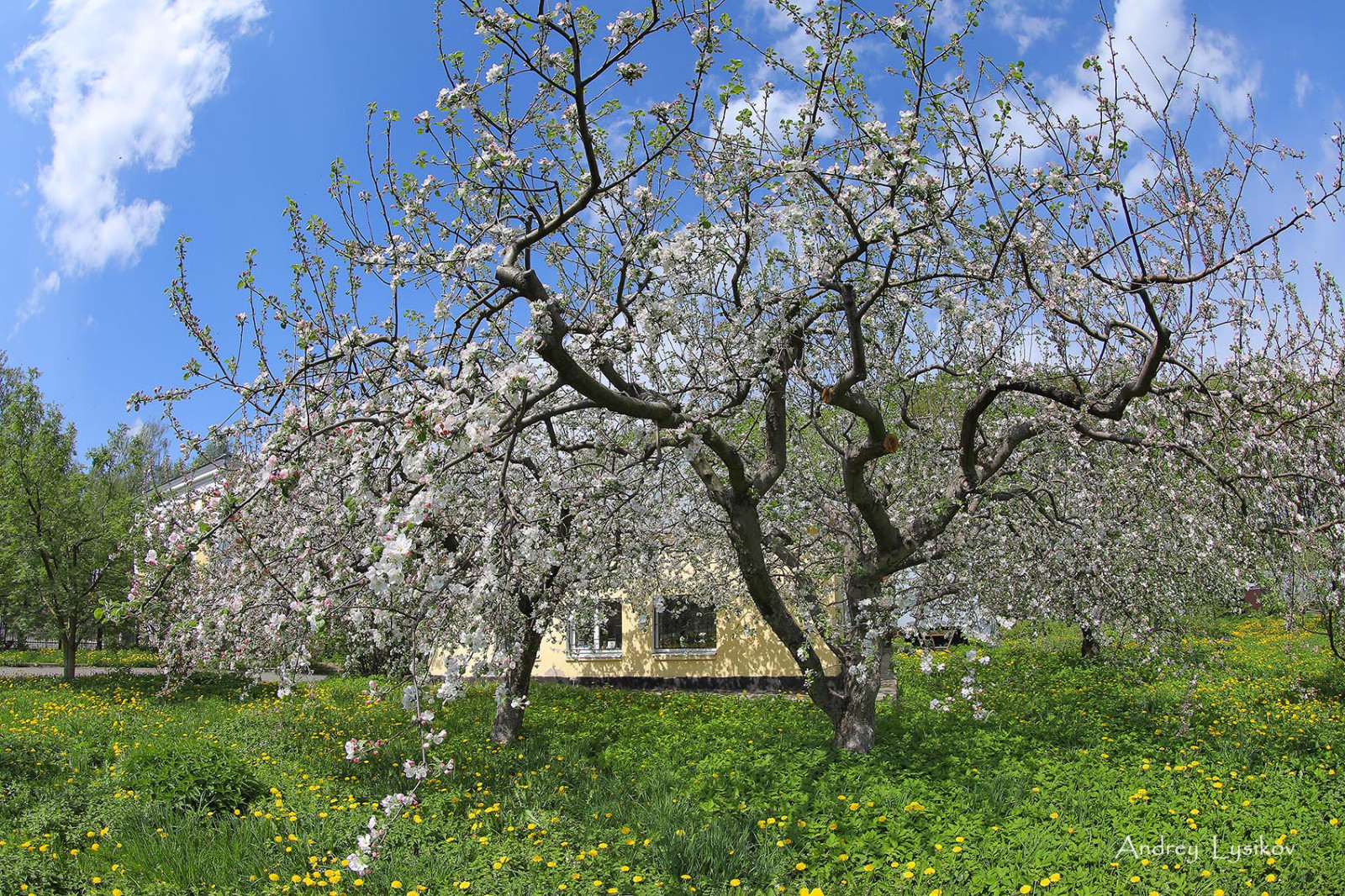 Плодовый сад МГУ
