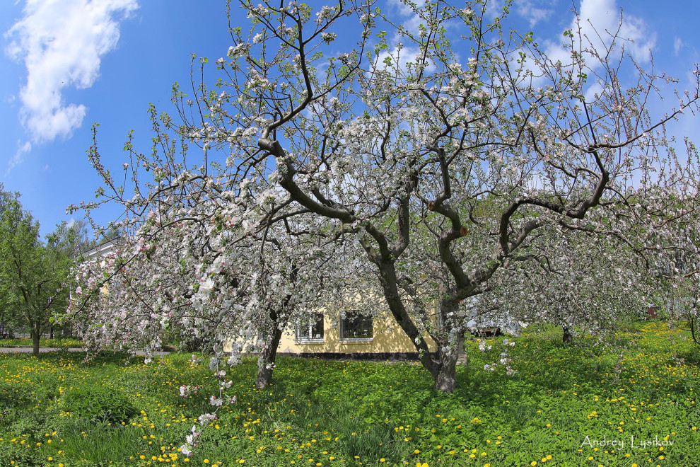 Плодовый сад МГУ