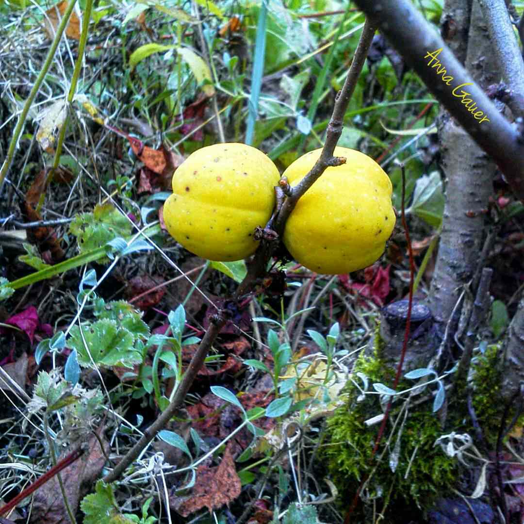 Плодовый сад