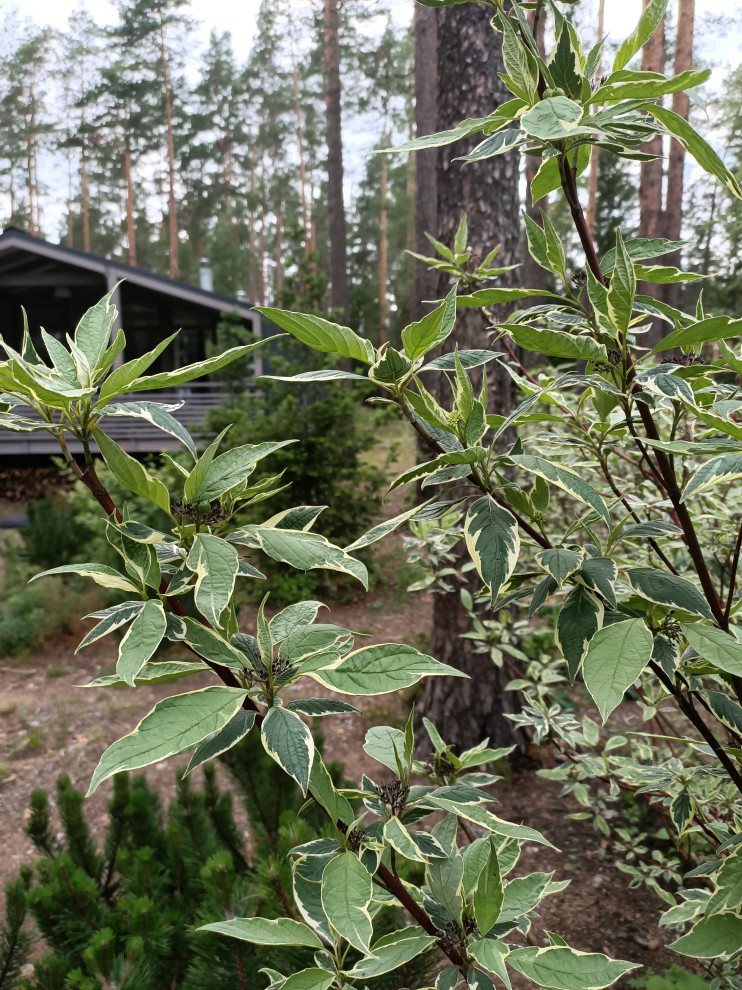 Участок в сосновом лесу, 2020