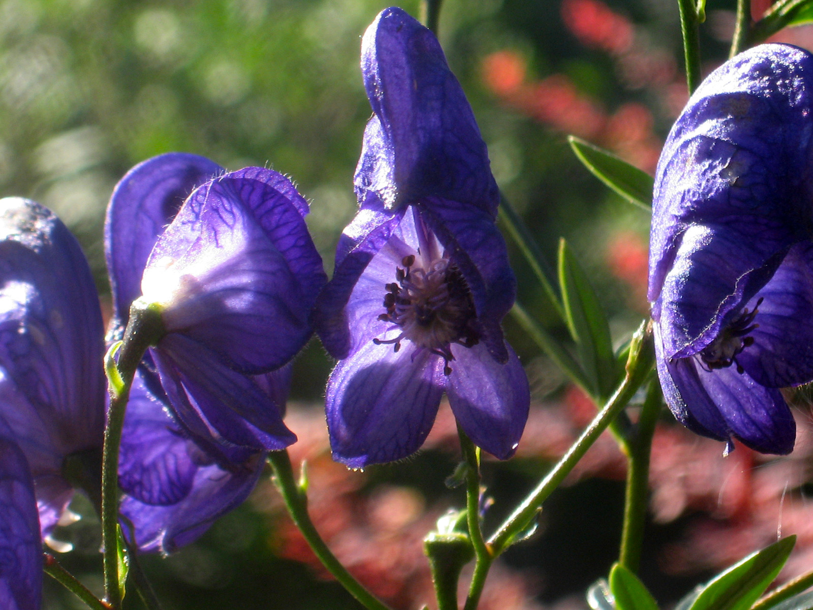 Обложка проекта: Цветники и композиции крупным планом